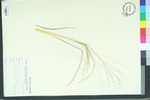 Eragrostis capillaris