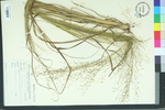 Eragrostis hirsuta