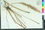 Erianthus giganteus