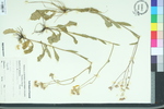 Erigeron quercifolius