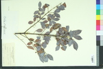 Euonymus alata