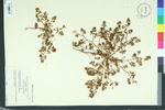 Euphorbia ammannioides