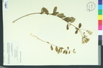 Euphorbia apocynifolia