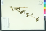 Euphorbia apocynifolia