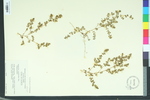 Euphorbia cordifolia