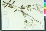 Euphorbia corollata