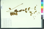 Euphorbia corollata var. corollata
