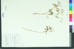 Euphorbia curtisii