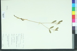 Euphorbia gracilior