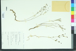 Euphorbia gracilior