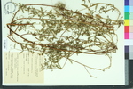 Euphorbia hyssopifolia