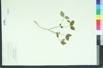 Euphorbia mercurialina