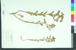 Euphorbia obtusata