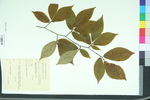 Fagus grandifolia