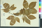 Fagus grandifolia