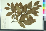 Fagus grandifolia var. caroliniana