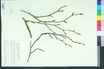Fagus sylvatica f. fastigiata