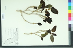 Ficus brevifolia