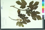Ficus carica