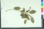 Ficus citrifolia