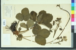 Fragaria chiloensis