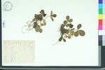 Fragaria cuneifolia