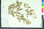 Gillenia trifoliata