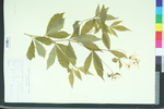 Gillenia trifoliata