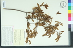 Glabraria geniculata