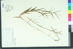 Gymnopogon brevifolius