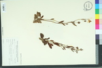 Helianthemum carolinianum