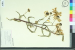 Helianthus floridanus