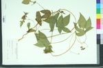 Humulus japonicus