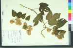 Humulus japonicus