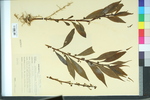 Hybanthus concolor