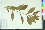 Hybanthus concolor