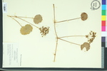 Hydrocotyle bonariensis