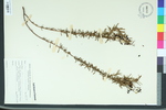 Hypericum fasciculatum