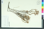 Hypericum fasciculatum