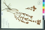 Hypericum myrtifolium