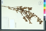 Hypericum tubulosum