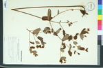 Hypericum virginicum