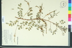 Indigofera caroliniana