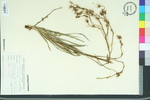 Lactuca graminifolia