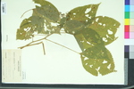 Laportea canadensis