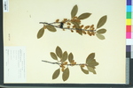 Laurocerasus caroliniana