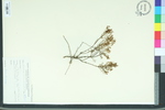 Lechea racemulosa