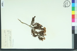 Leiophyllum lyonii