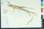 Leptochloa filiformis