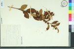 Leucothoe axillaris